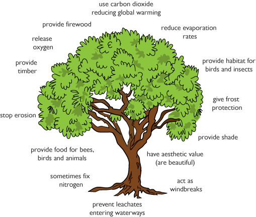 uses-of-plants-te-kura-horticulture