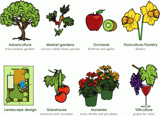 The many sectors of the horticulture industry in New Zealand