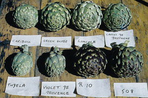 Observe the differences in the appearance (shape, size and colour) between these globe artichoke cultivars.