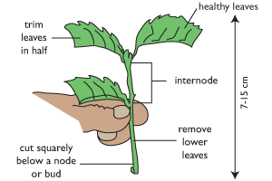 Choosing plant material for stem cuttings | Te Kura Horticulture