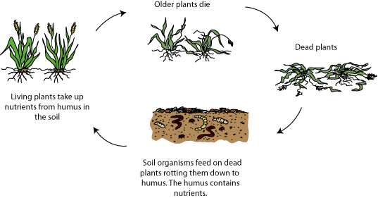 The breakdown or decomposing of organic matter can help the soil structure