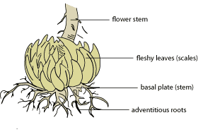 Lily bulb