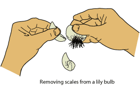 Removing fleshy leaf scales from a lily bulb for planting