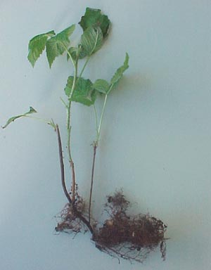 Three raspberry suckers growing from an underground root