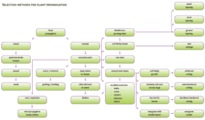 Selection methods for Plant propagation