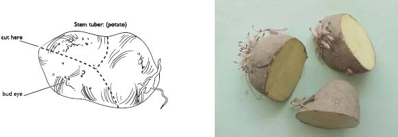 Cut potato into pieces suitable for planting