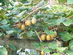 On    kiwifruit the leaves will become curled at the edges and the fruit may be    smaller when there is a potassium deficiency.