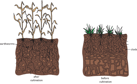 The soil before and after cultivation