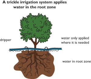 Trickle irrigation applies water to the root zone