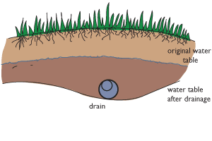 When  the water table is very high it needs to be lowered by drains.