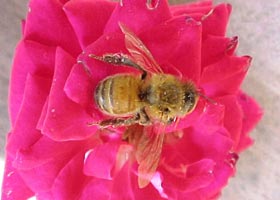 The main function of a flower is reproduction