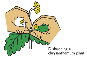 Disbudding a chrysanthemum plant