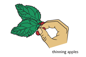 Thinning apples