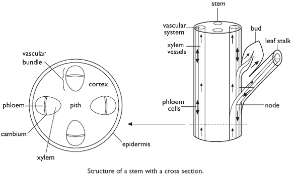 Plant Parts