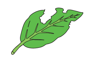 A chewing pest has made holes in this leaf