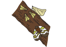Whitefly
