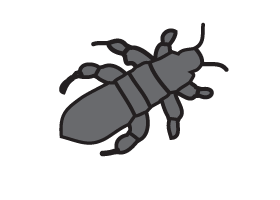 Thrips