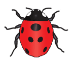 Ladybirds prey on aphids
