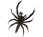Spiders prey on most insects including pests