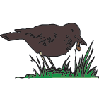 Birds prey on grass grubs and  other pest larvae