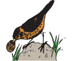Thrushes feed on snails