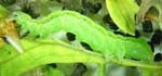 Caterpillars are common chewing pests