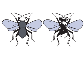 Pteromalus wasp attacks white butterfly pupae