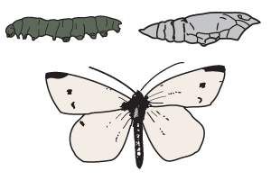 White butterfly caterpillar, pupa and adult