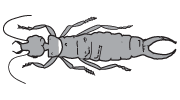 Earwig