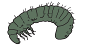 Grass-grub larva