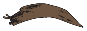 Slug