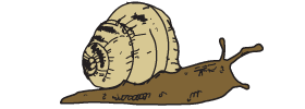 Snail