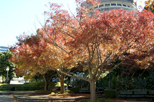 These mature spreading deciduous trees in front of the Beehive are in proportion to the size of the parliamentary buildings.