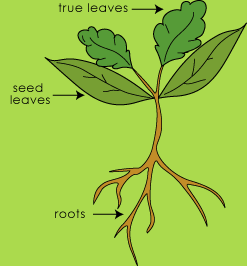 Caring for seedlings | Te Kura Horticulture